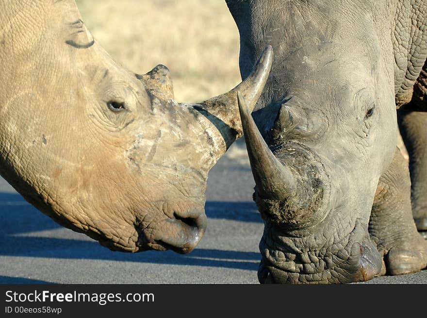 Two rhinos close to each other.  Photographed in South Africa. Two rhinos close to each other.  Photographed in South Africa.