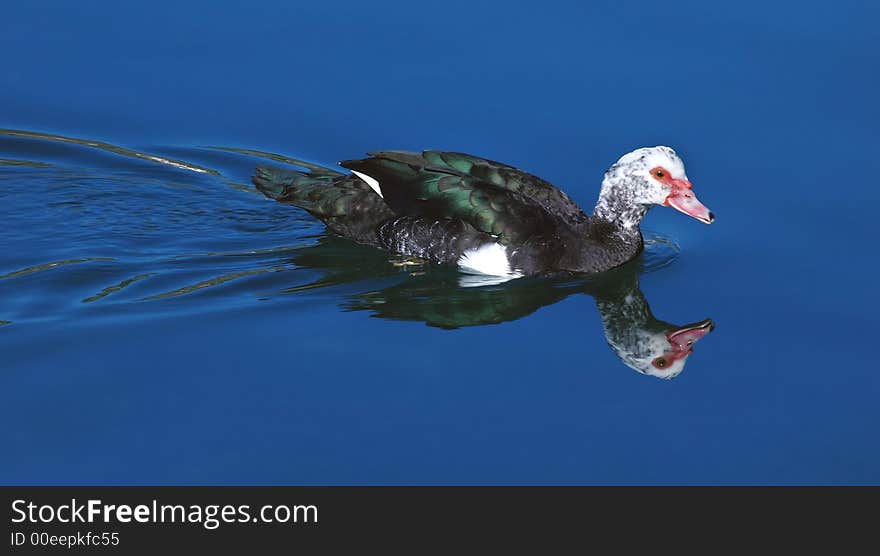 A migratory bird is in a marine bay. A migratory bird is in a marine bay