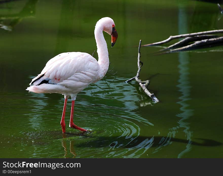 Flamingo In The Water