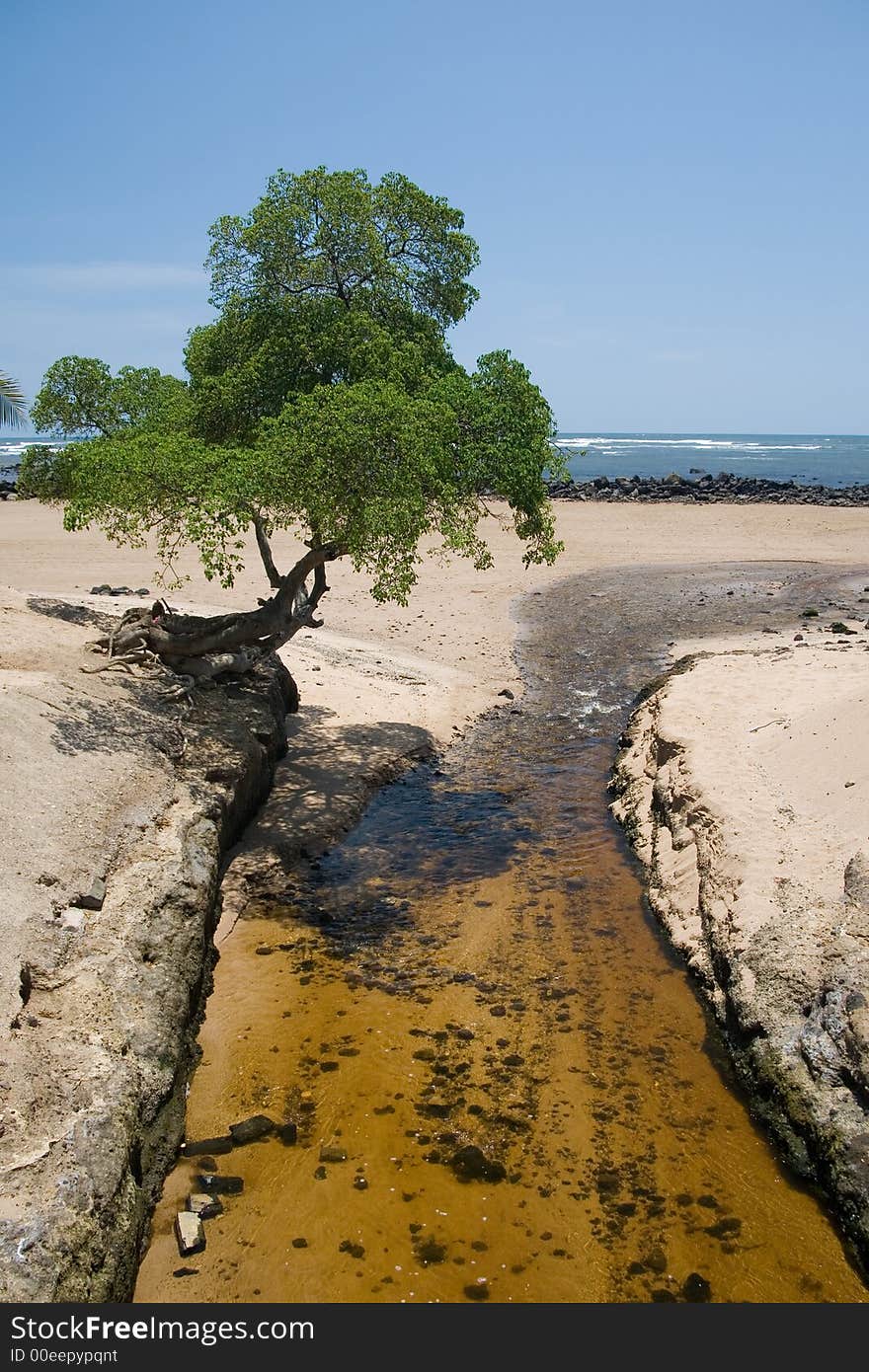 A single tree is perched precariously over a stream. A single tree is perched precariously over a stream