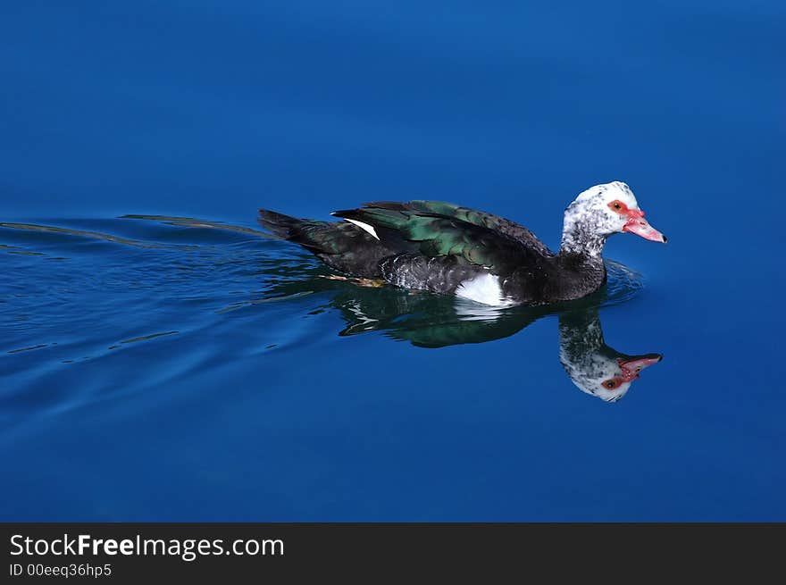 A migratory bird is in a marine bay. A migratory bird is in a marine bay