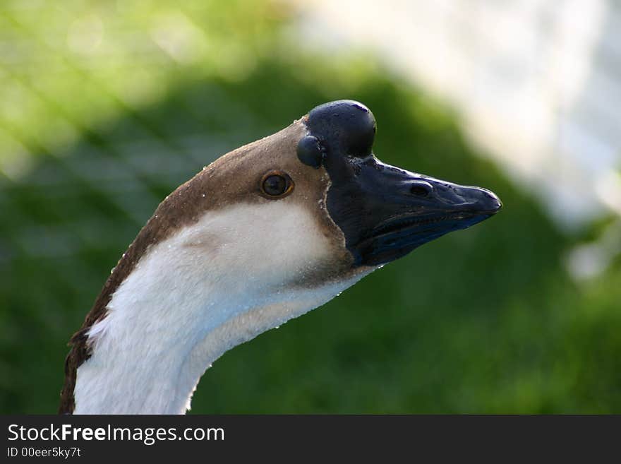 Goose