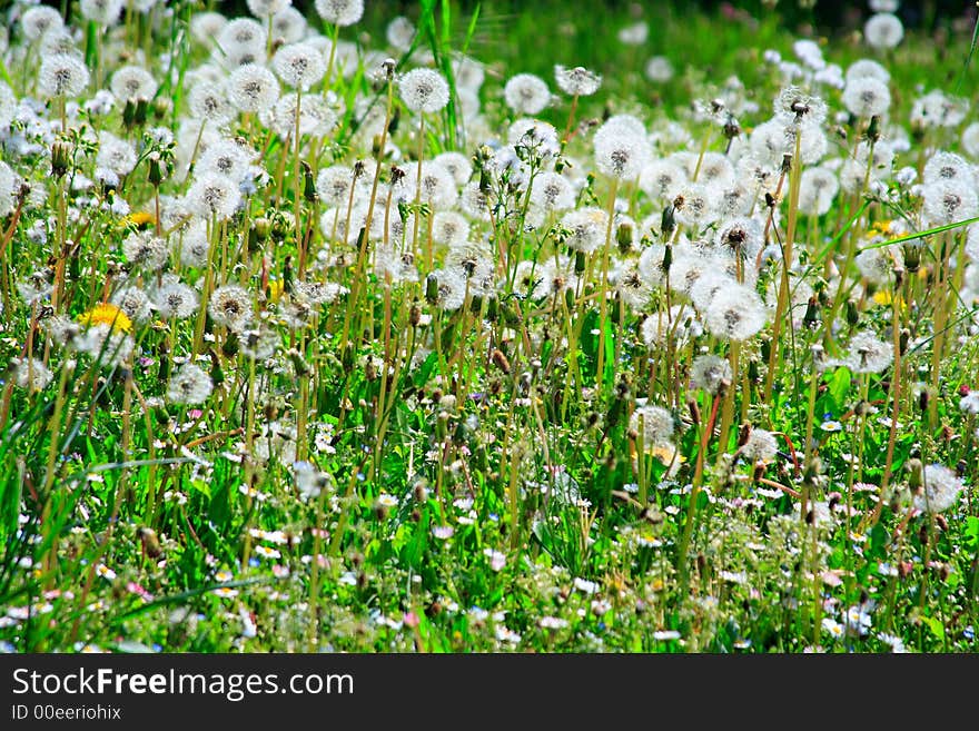 Dandelions in a meadow