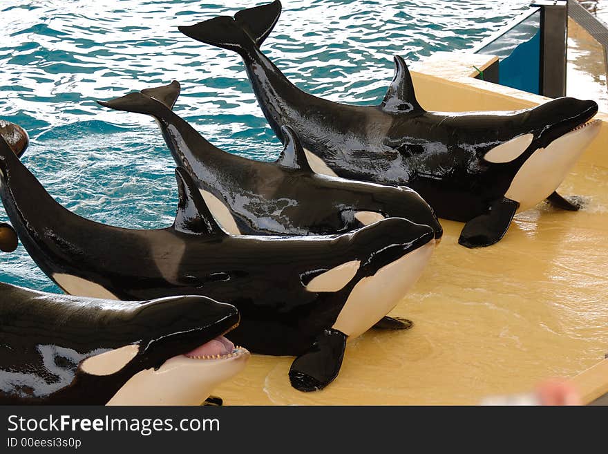 Killerwhales posing