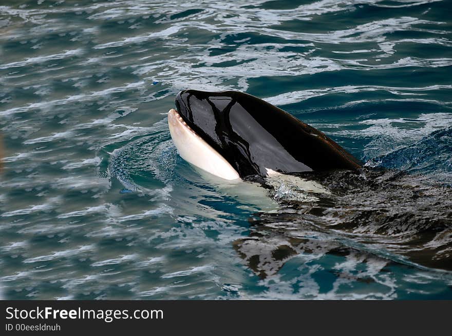 Killer Whale In Water