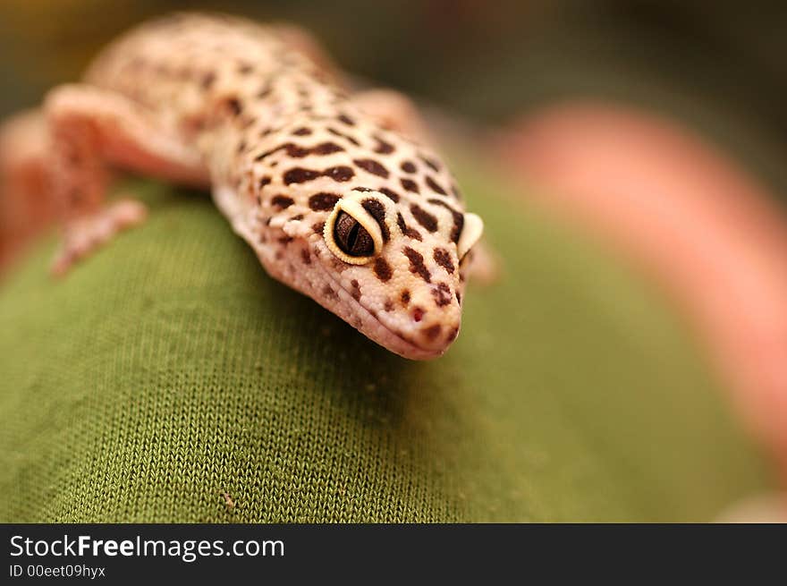 A type of gecko  called Pakistani gecko