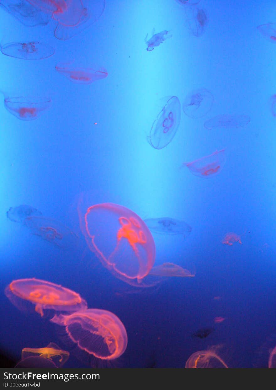 Jellyfish