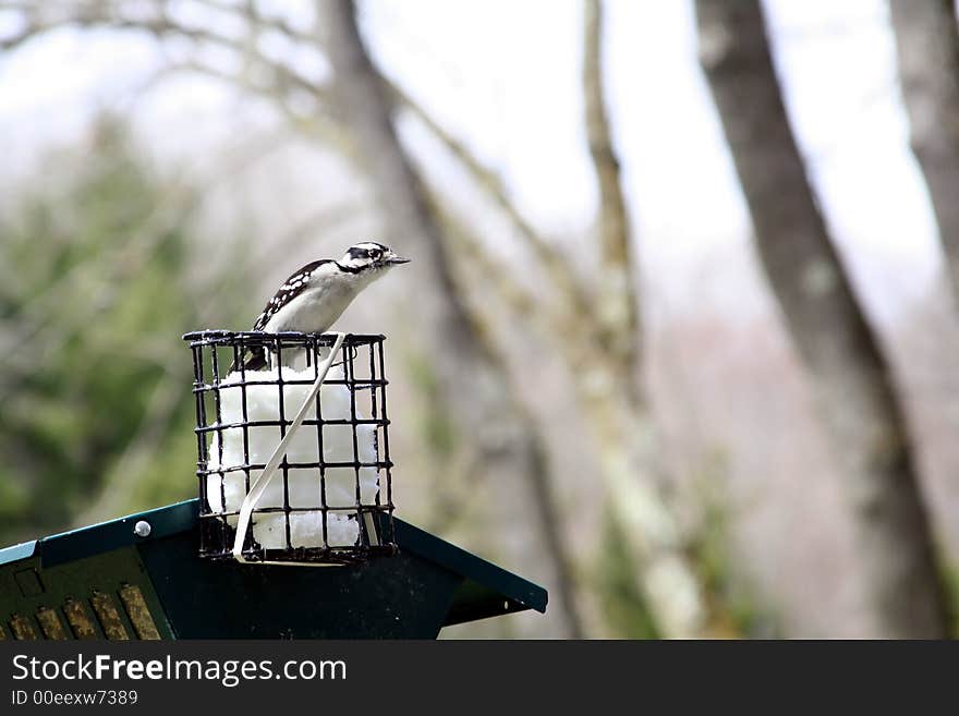 Downy Woodpecker