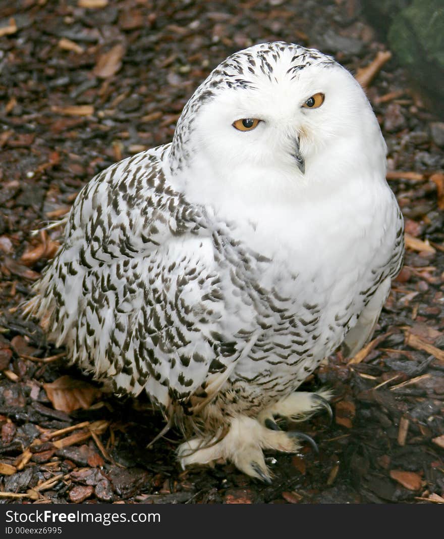 Snow Owl 8