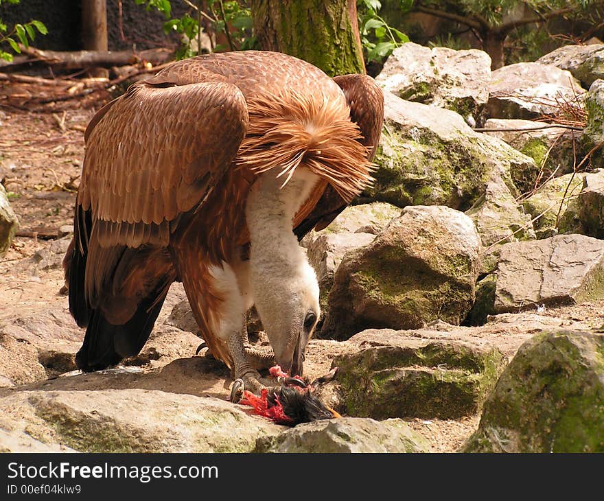 Vulture eating