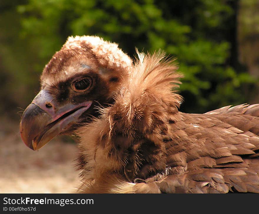 Vulture portrait