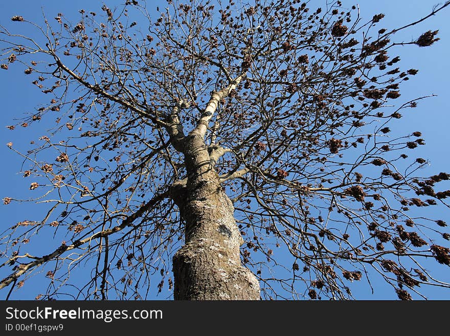 Wintertree shot in Bavaria, Germany