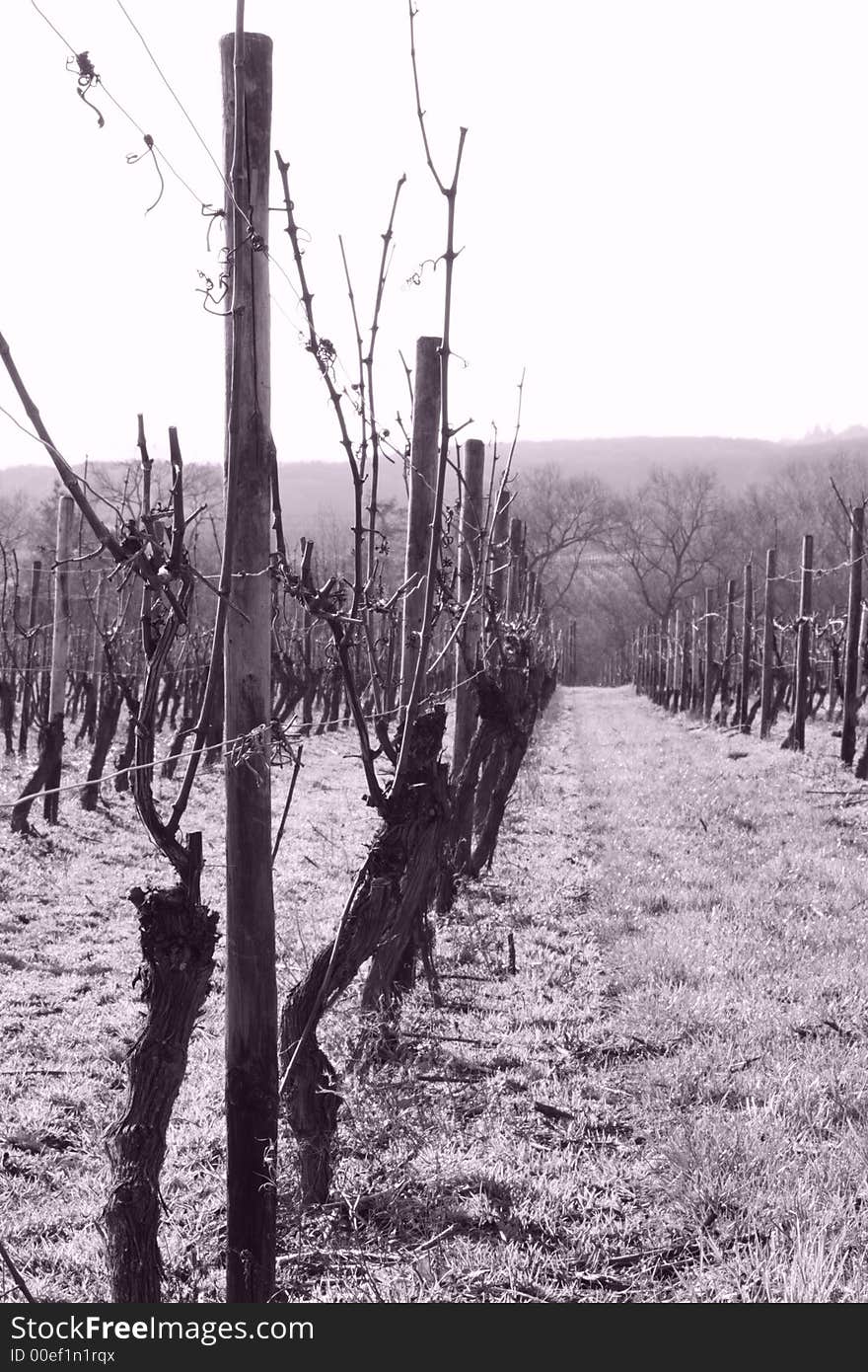 Vineyards In Purple