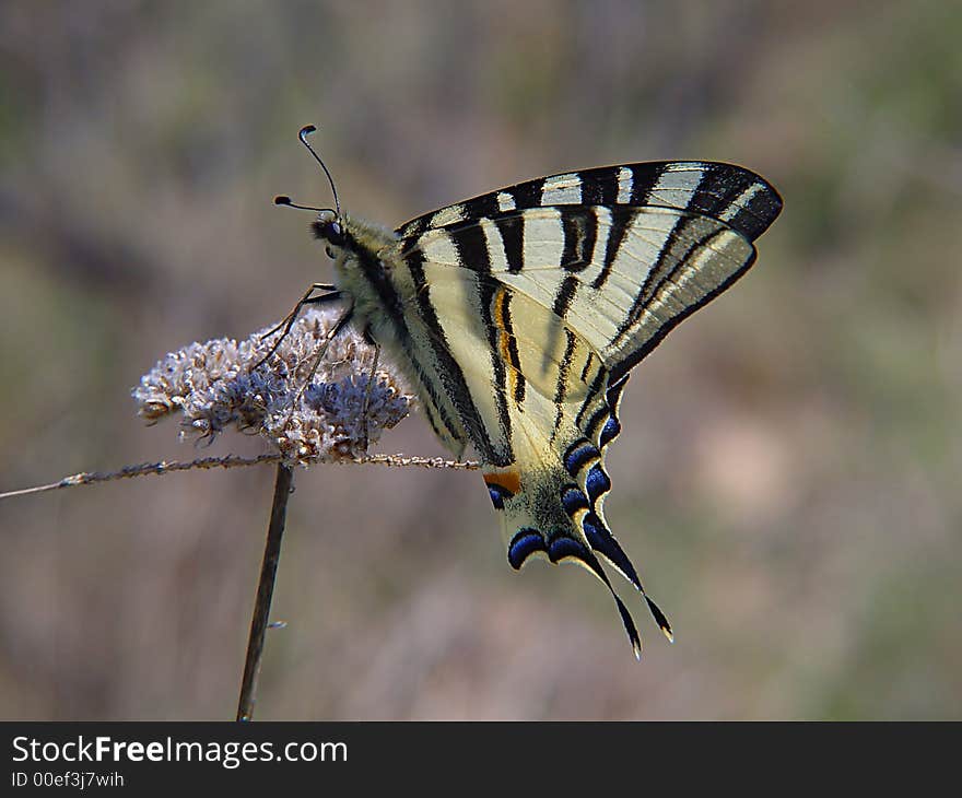 Butterfly