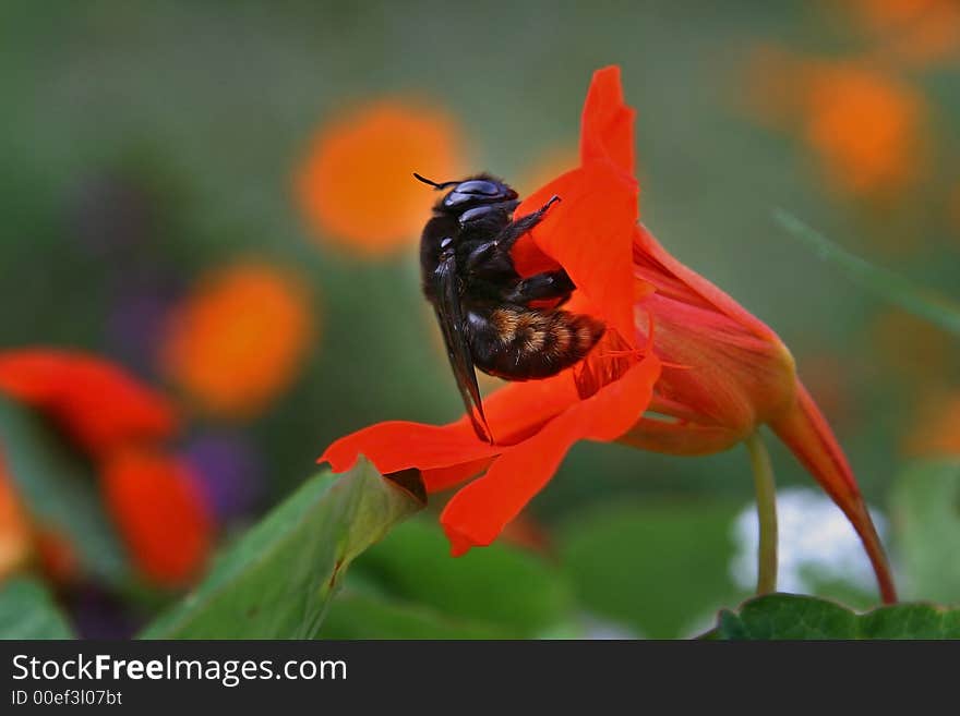 Approach of a bumblebee and flower, during a summer evening. Approach of a bumblebee and flower, during a summer evening.