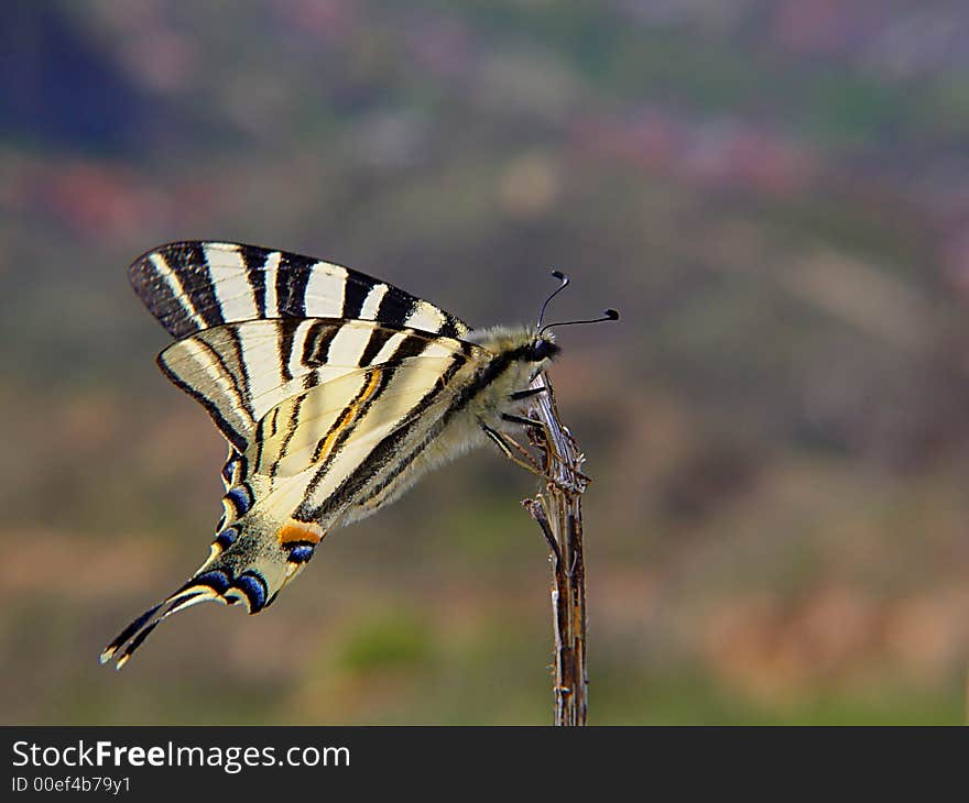 Butterfly lepidopteron