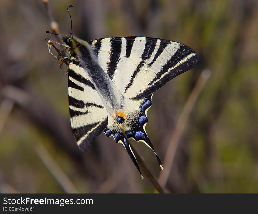 Butterfly lepidopteron