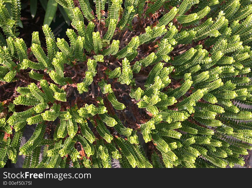 Grass cover, lightened by sun