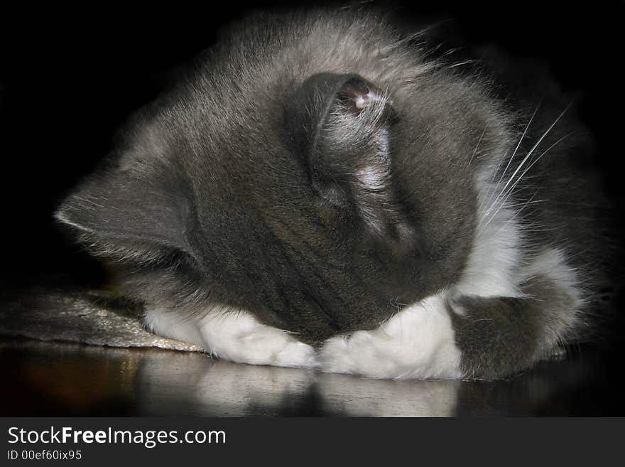 A cat covers his eyes while he sleeps. A cat covers his eyes while he sleeps.