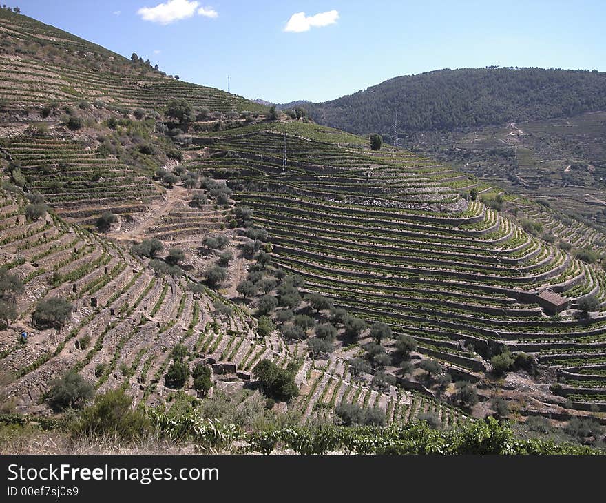 Mountain Vineyard