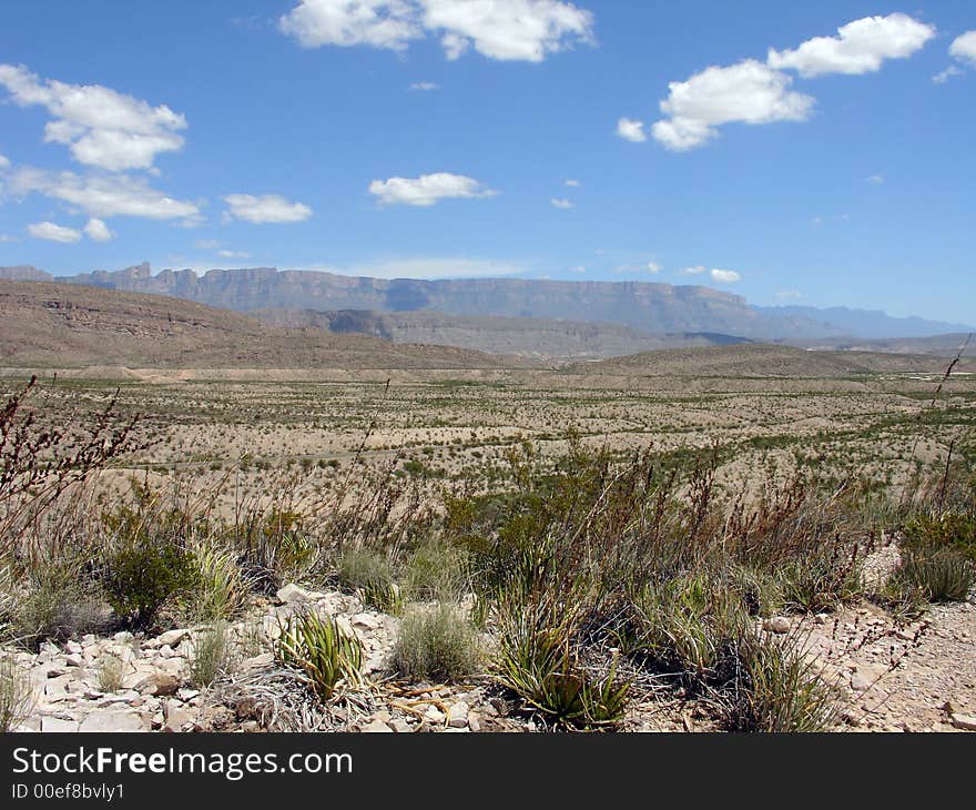 A view of Big Bend national park desertic vegetation