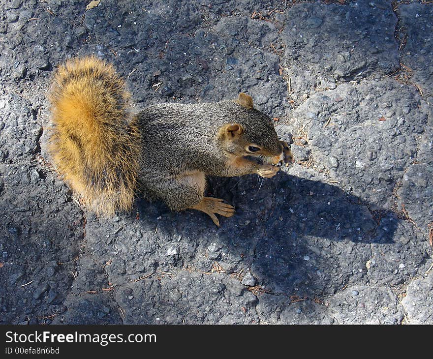 A quite domestic squirrel while  eating in Berkeley