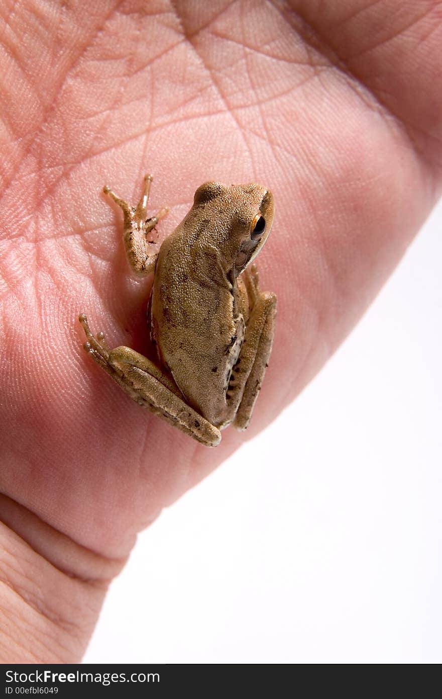 Small tree frog on a hand, white background.(Hyla Pulchela). Small tree frog on a hand, white background.(Hyla Pulchela).