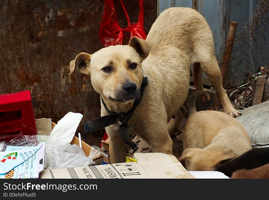 Dogs on the dump