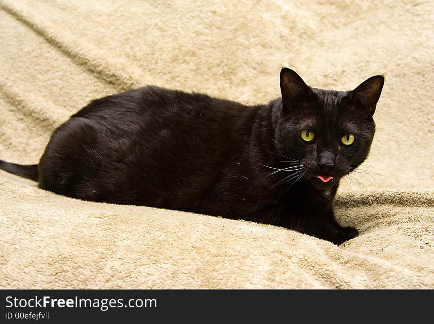 Black cat with bright green eyes showing tongue, laying on a beige towel. Black cat with bright green eyes showing tongue, laying on a beige towel.