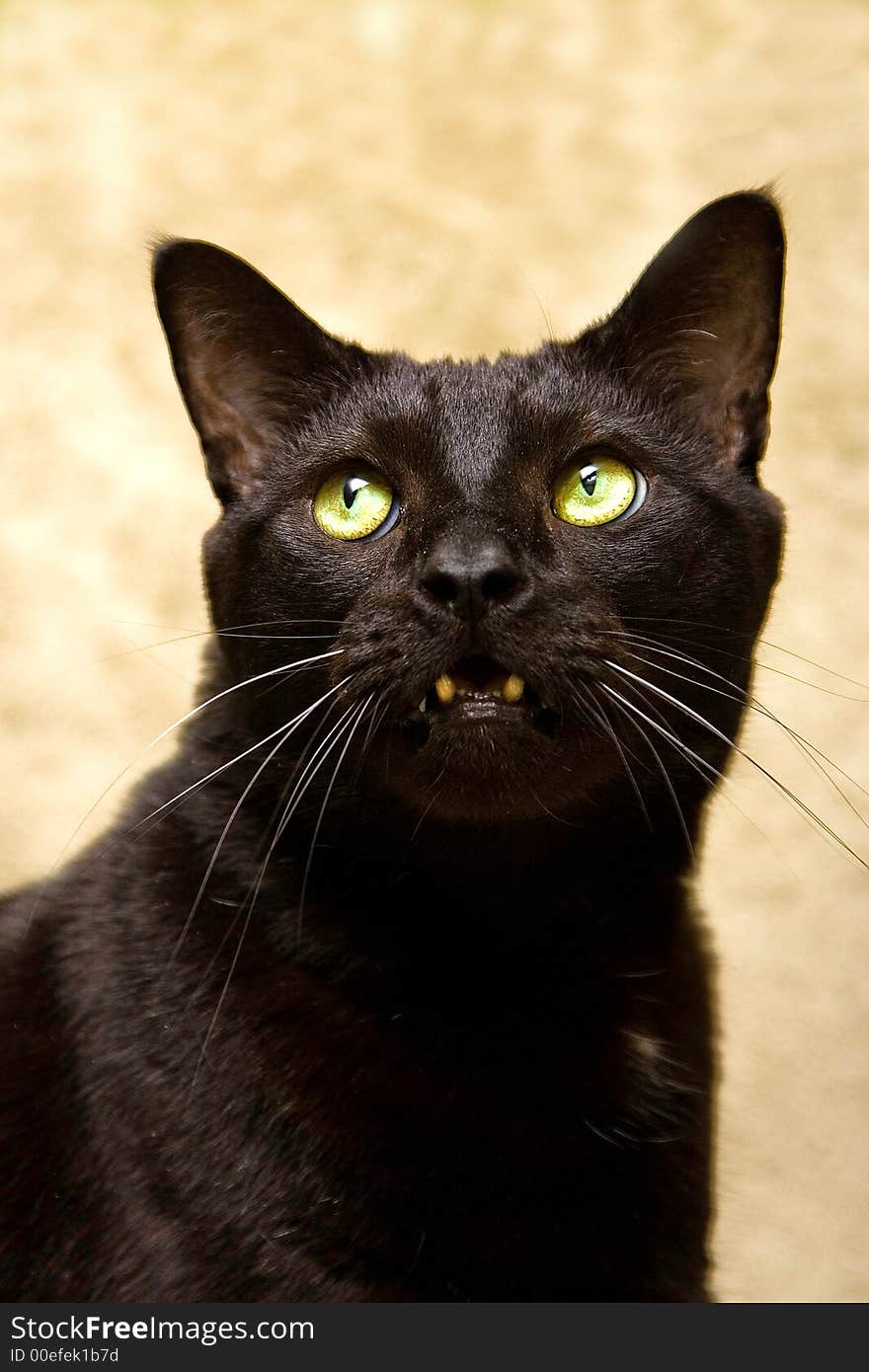 Black cat with bright green eyes looking up with an aggressive look. Black cat with bright green eyes looking up with an aggressive look