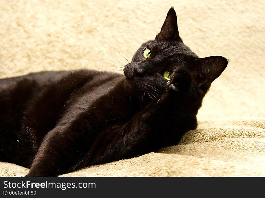 Black cat with bright green eyes sticking up its paw. Black cat with bright green eyes sticking up its paw