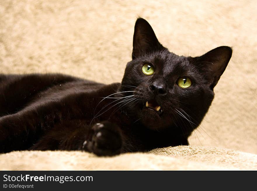 Black cat with bright green eyes and mouth open is showing his teeth. Cat is laying down and looking up. Black cat with bright green eyes and mouth open is showing his teeth. Cat is laying down and looking up.