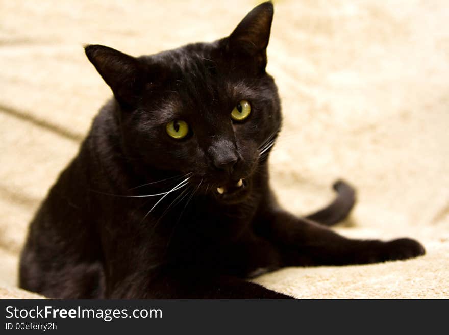 Black cat with bright green eyes looking like a Puma. Black cat with bright green eyes looking like a Puma.