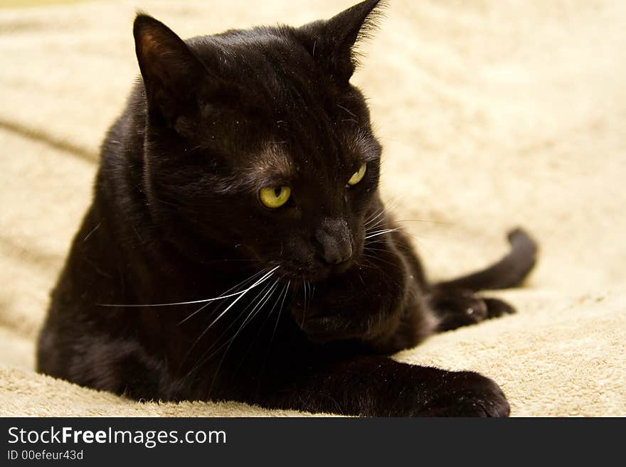 Black cat with bright green eyes cleaning his paw. Black cat with bright green eyes cleaning his paw