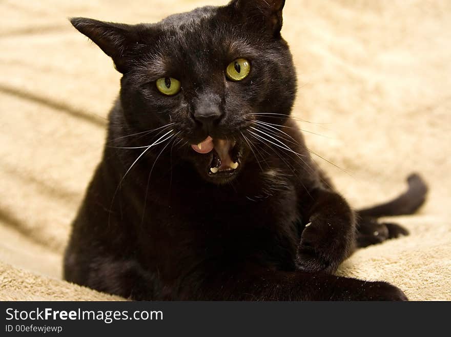 Black Cat Licking Mouth