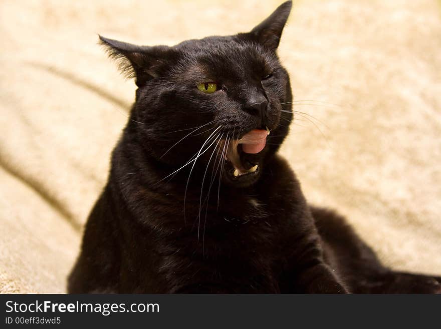 Black cat with bright green eyes licking cheek. Black cat with bright green eyes licking cheek