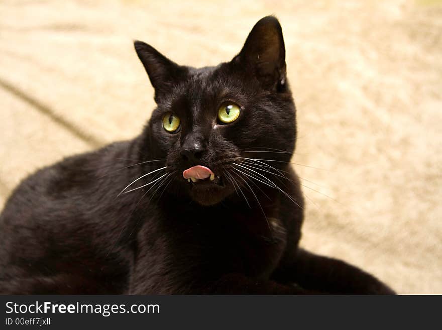 Black cat with bright green eyes looking surprised and sticking tongue out. Black cat with bright green eyes looking surprised and sticking tongue out