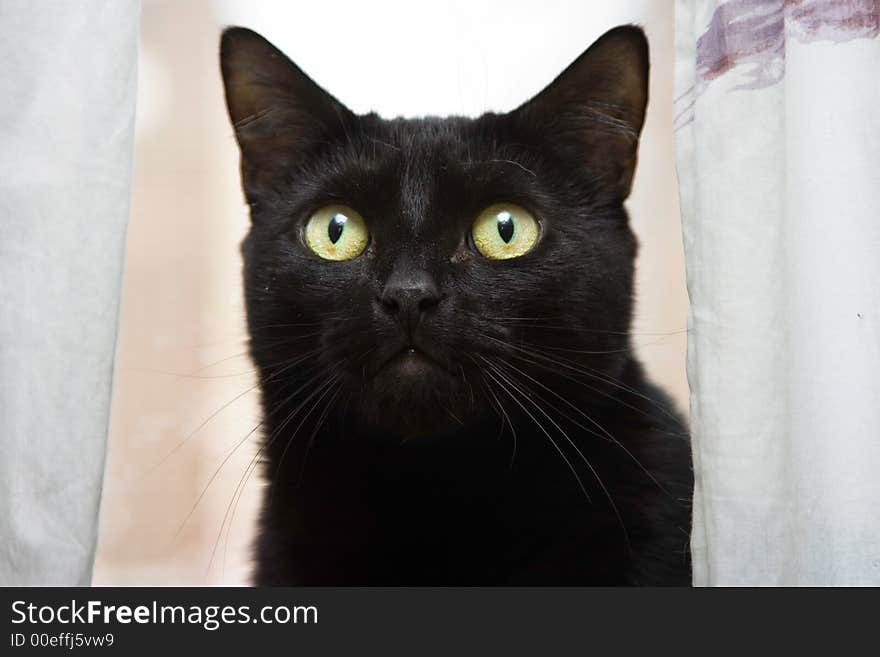 Black cat with bright green eyes looking really strong. Black cat with bright green eyes looking really strong