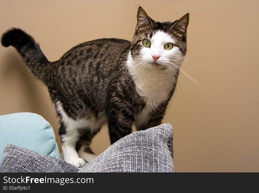 Tabby with white cat, standing on couch, distracted. Tabby with white cat, standing on couch, distracted