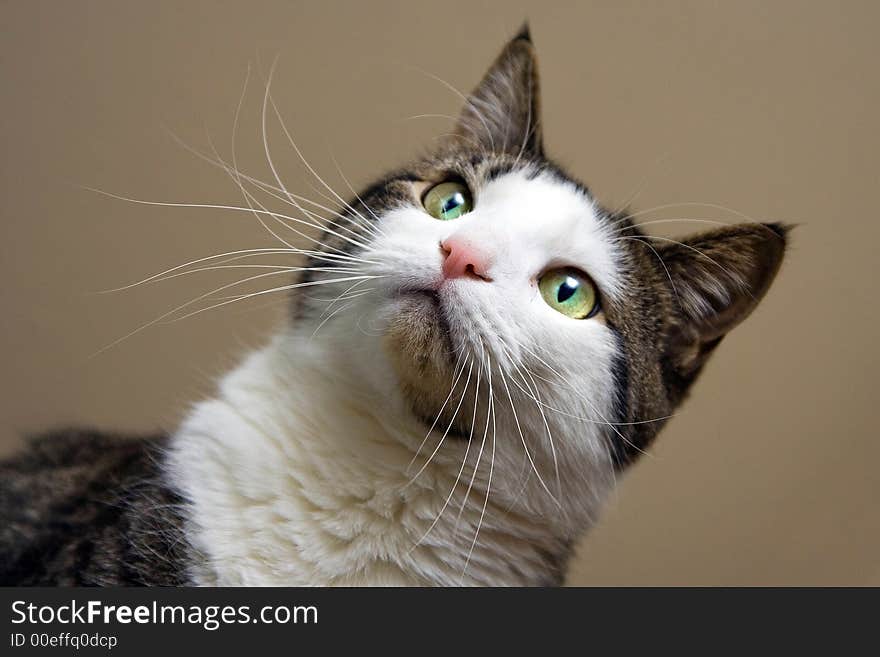 Tabby with white cat and bright green with yellow eyes looking. Head shot on beige like background. Tabby with white cat and bright green with yellow eyes looking. Head shot on beige like background