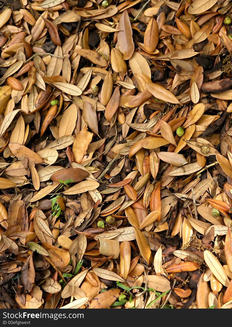 Fallen Leaves