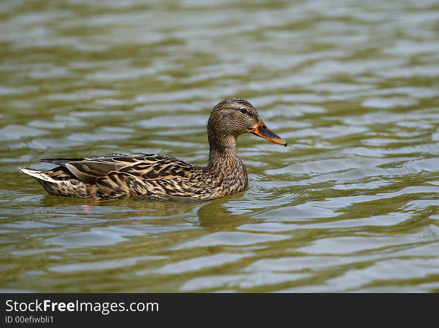 Common duck