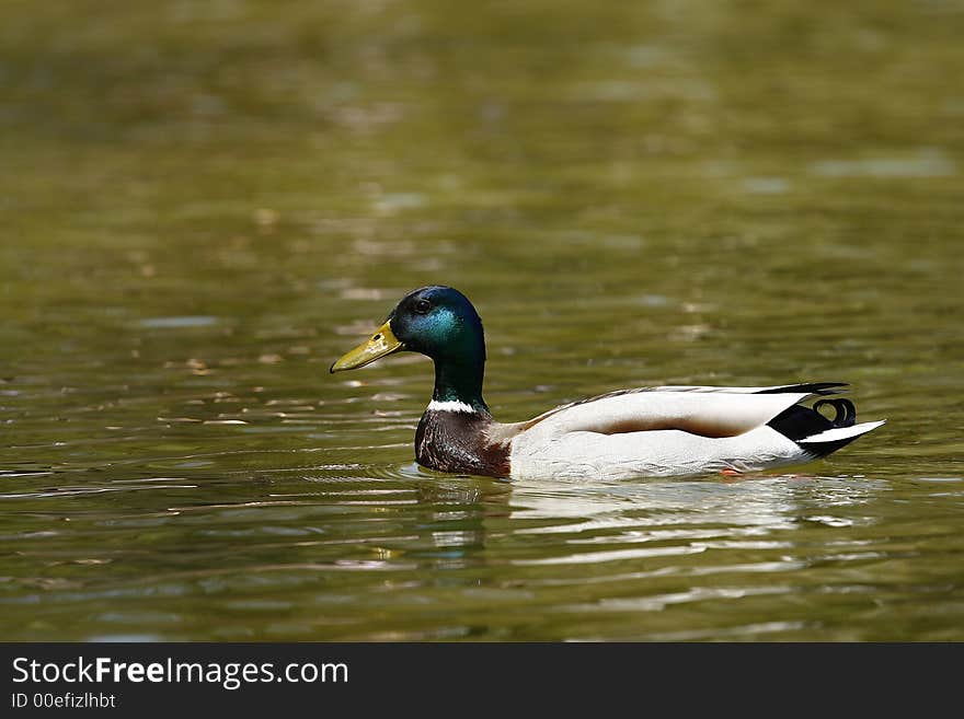 Duck on the lake