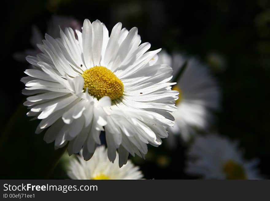 Daisy in shadow