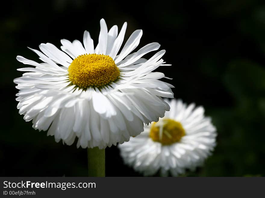 Daisy macro