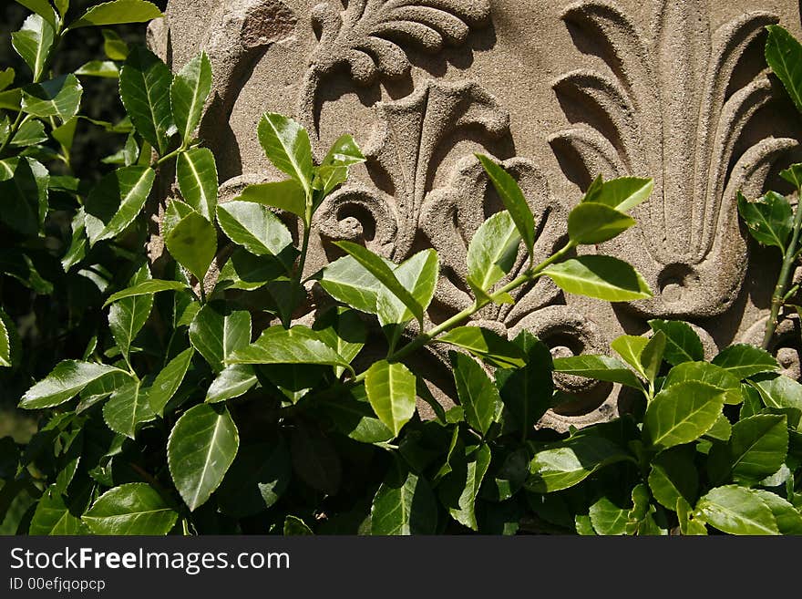 Sculpture on the wall covered by green leafs. Sculpture on the wall covered by green leafs