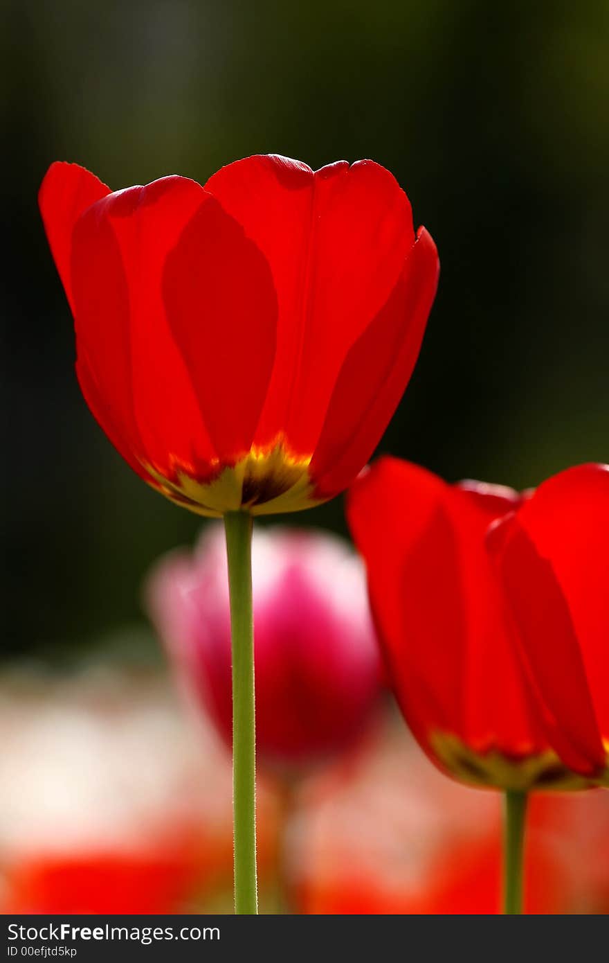 Beautiful red tulips garden backlighted by spring sun. Beautiful red tulips garden backlighted by spring sun