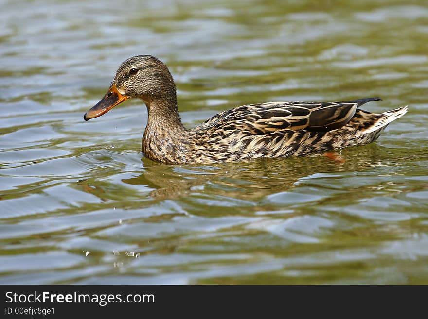 Simple duck swiming on the lake