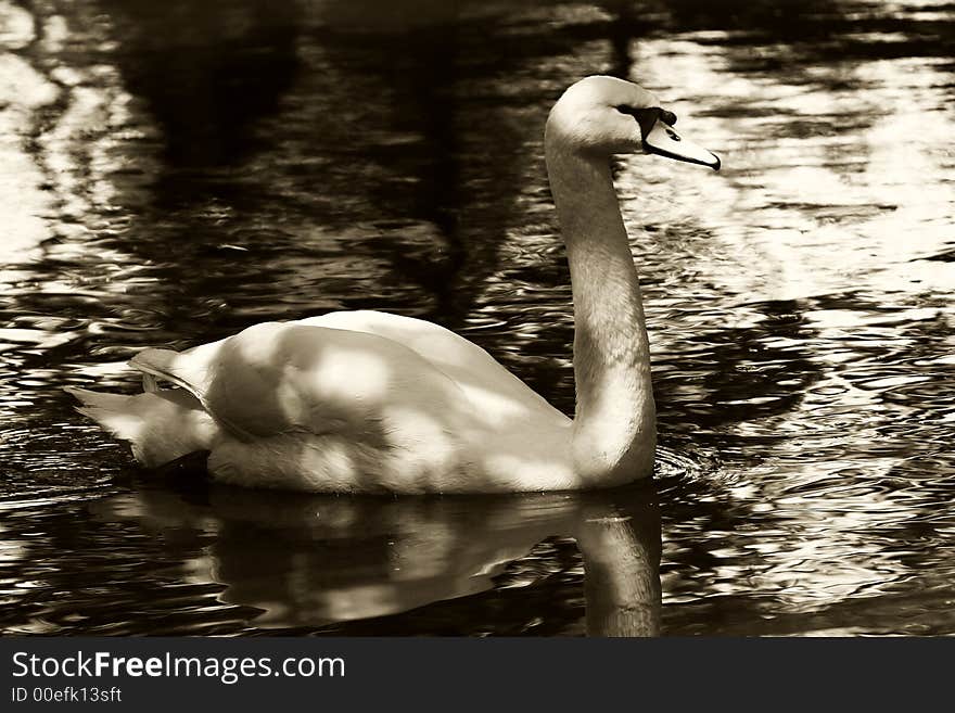 Swan in sepia