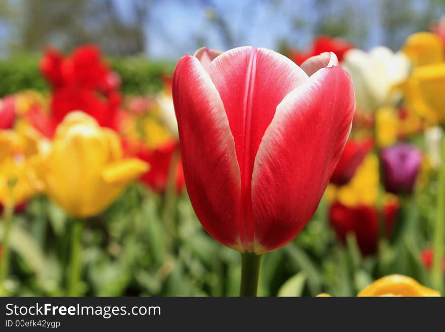 Tulip macro in the spring garden